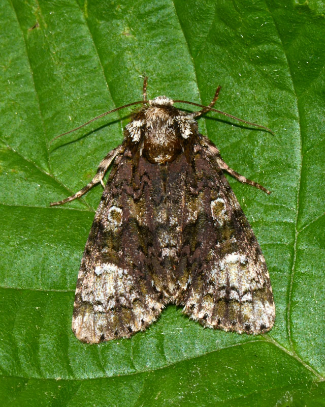 Noctuidae Craniophora ligustri ? - Si